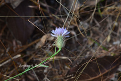 Tricholepis glaberrima